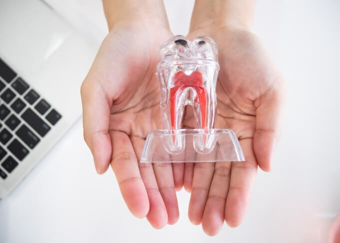 Hands holding a model of the tooth showing the inner layers